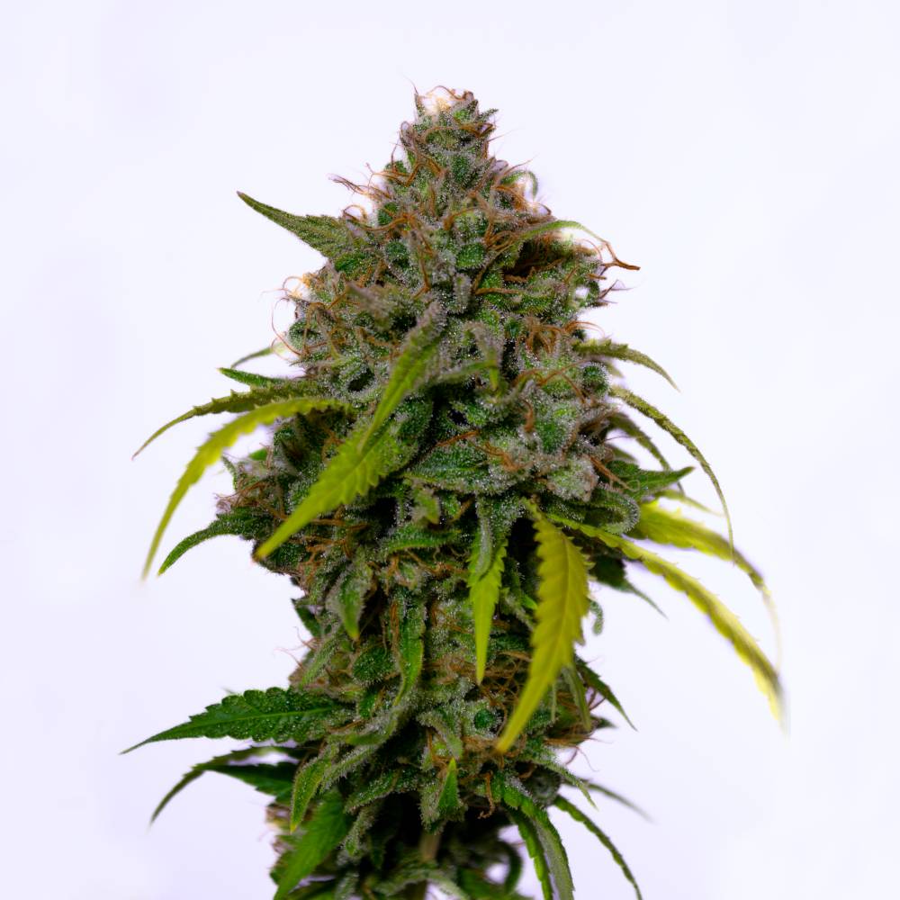 Esqueje Santanesia - santa maría x Amnesia - THC: 19,9%, CBG: 1,8%