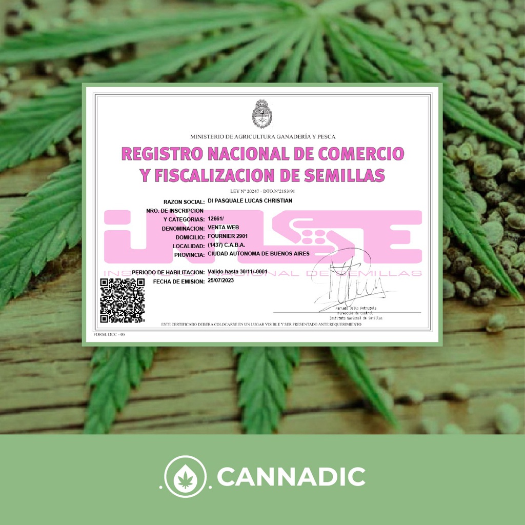 Esqueje Santanesia - santa maría x Amnesia - THC: 19,9%, CBG: 1,8%