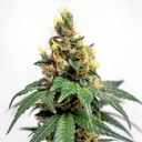 Esqueje/Plantin de Onora  - La Maga - THC: 19,4% ,CBG: 1,6%(Dame Blanche F8)