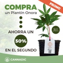 Promoción Plantín Onora - 2do al 50% de Descuento